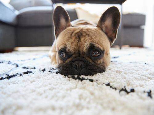 Czy warto mieć dywan w domu?